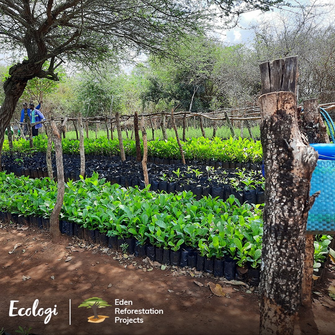 TionGlobal's tweet photo. Ah, the satisfying sound of #TreePlanting from Madagascar to Mozambique 🌍

We're delighted to announce that our green-themed efforts have contributed to reducing over 56 tonnes in carbon emissions and planting over 17,000 trees with @Ecologi_hq!

#Sustainability #CarbonReduction https://t.co/QVfPIoPgLZ