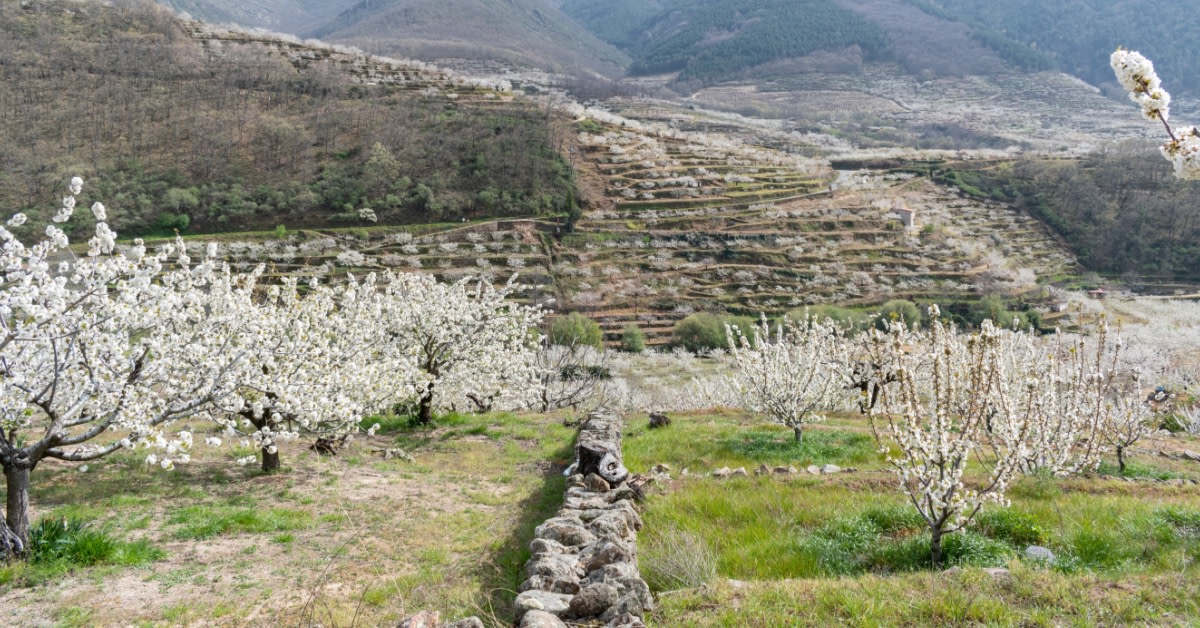 Here is #Spain's famous cherry blossom in Jerte Valley, Cáceres!🌸Take a scenic car tour🚘through the picturesque villages. Enjoy the Cherry Blossom Festival with a market of local foods, guided tours, and more!🥰

👉 bit.ly/3LR6lwj

#VisitSpain #SpringInSpain