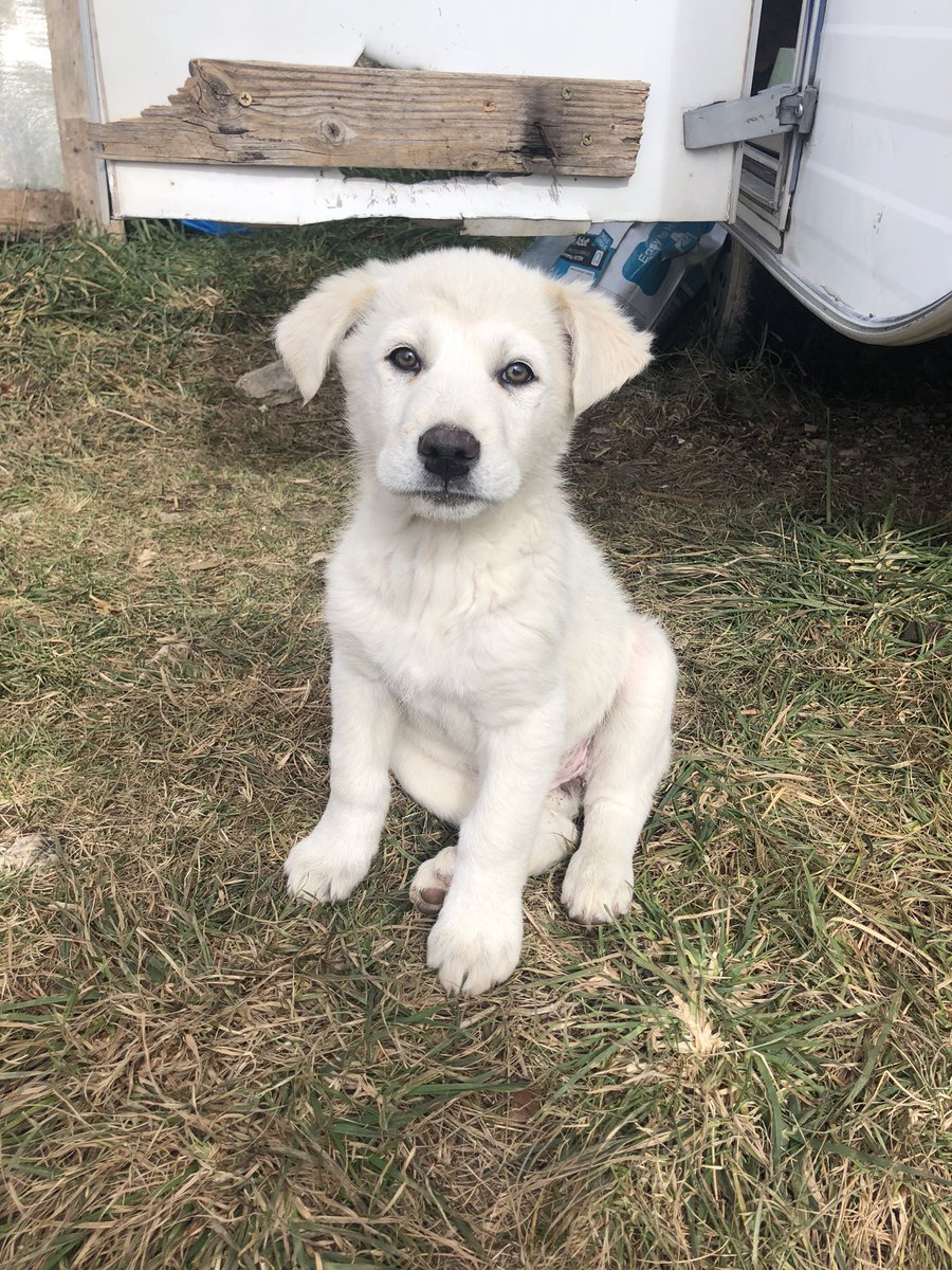 oipalaquila's tweet photo. Io ancora non me lo spiego come mai nessuno ci contatta per loro.

Ci riprovo con l’ennesimo appello.

3 maschi e 1 femmina, taglia medio/ grande (mix maremmano), 3 mesi.
Si affidano con obbligo di sterilizzazione, nel centro e nord Italia.
Per info📲3313428766 solo mess whatsapp https://t.co/WrqLsmjzpE