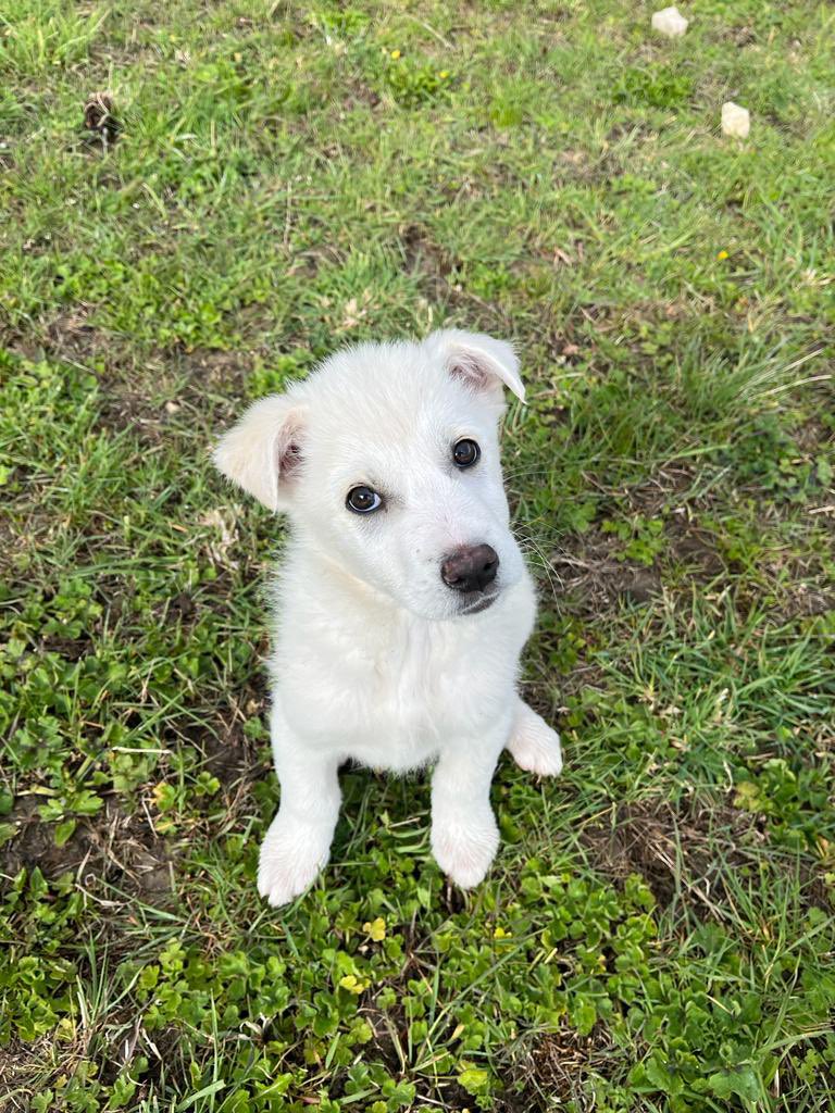 oipalaquila's tweet photo. Io ancora non me lo spiego come mai nessuno ci contatta per loro.

Ci riprovo con l’ennesimo appello.

3 maschi e 1 femmina, taglia medio/ grande (mix maremmano), 3 mesi.
Si affidano con obbligo di sterilizzazione, nel centro e nord Italia.
Per info📲3313428766 solo mess whatsapp https://t.co/WrqLsmjzpE