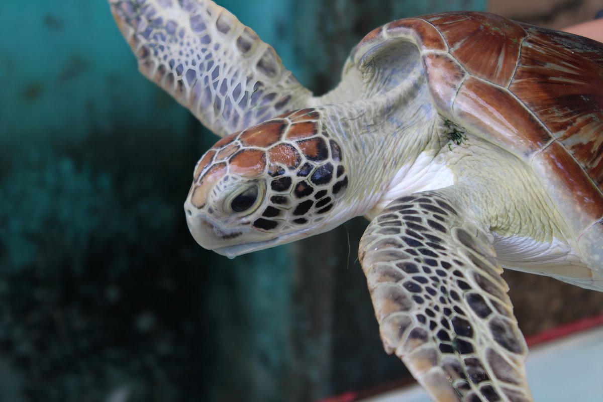 KirubaS41372864's tweet photo. A green turtle (Chelonia mydas) from Car Nicobar Island! 
#TURTLE 
#Nicobar 
#Chelonian 
#CIARI https://t.co/uiododHive