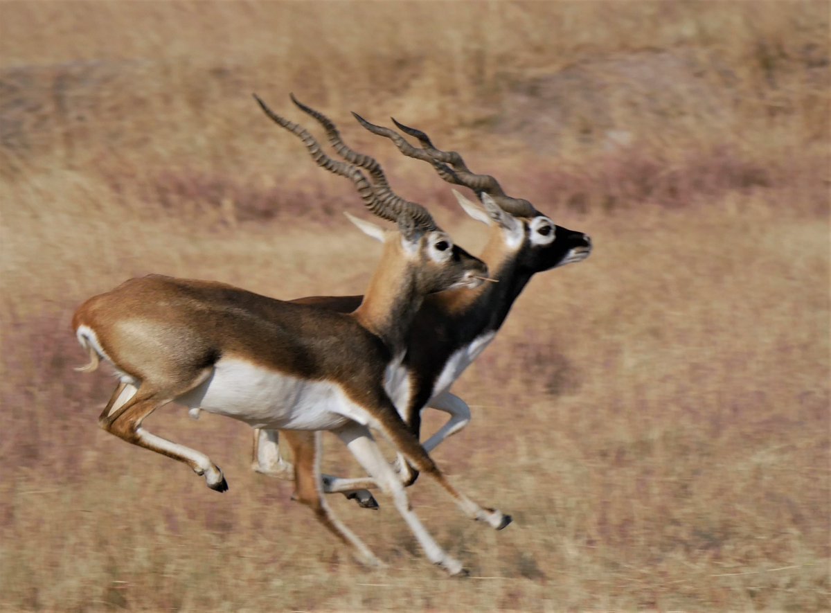 Fast Bucks! 
@Indianwildlifeo @WildlifeDay @IndianForests @NatureIn_Focus @SanctuaryAsia @beakandlens @WildlifeIndian @PhotoOfThe @moefcc @SciResMatters @NatGeoIndia @wildmammals