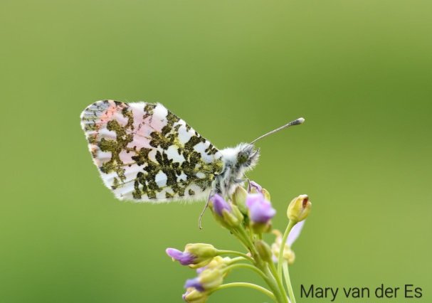 maryvanderes's tweet photo. Gisteren zag ik mijn eerste #Oranjetipje #Anthocharis_cardamines #Orange_Tip 🥳.
@Dagvlinders @vlinderNL https://t.co/xlAhqerm1u