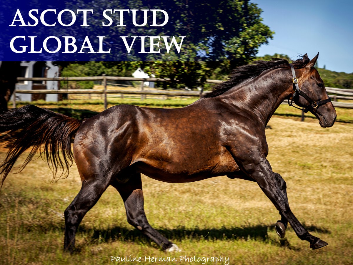 ascot_stud's tweet photo. GLOBAL VIEW progeny in the limelight!
* DAVE THE KING won at Turffontein
DAVE THE KING is Nominated for the Durban July!
* BLESS ME FRED won at Hollywoodbets Scottsville
* GLOBAL BANKER won at Fairview
* AIMEE'S IDOL won at Fairview https://t.co/apybIi6w26