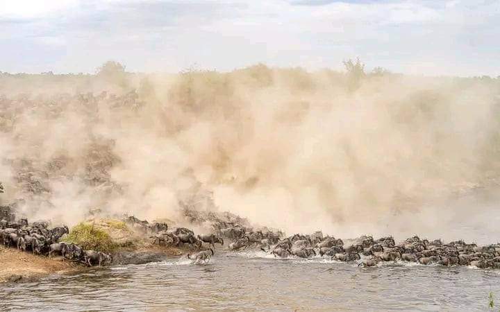 River crossing during #wildebeestmigration
