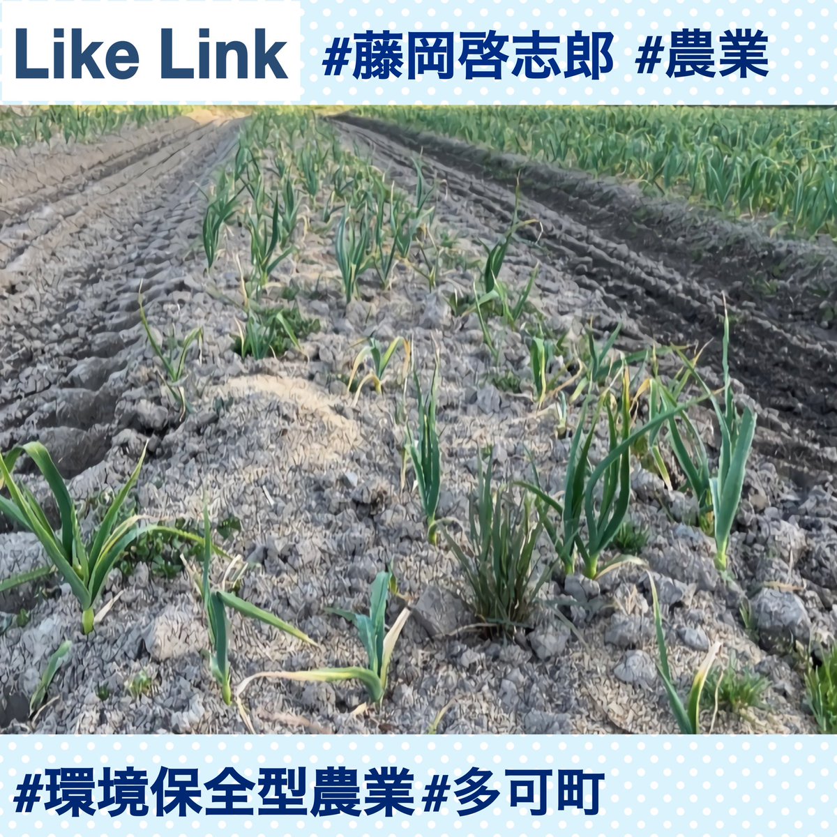LikeLink350's tweet photo. 『農業の世界｡』#藤岡農場 #藤岡啓志郎

🔻新着記事
環境保全型農業の取組み④(石灰利用)🧑🏻‍🌾🧄 
https://t.co/l3IJ0HRcAU

ニンニクに病気が発生した時の取組みについてわかりやすく書かれています✔️

#兵庫県 #多可町 #農業 #野菜作り #無農薬 #農業好きな人と繋がりたい #LikeLink https://t.co/woaPhKlEwW