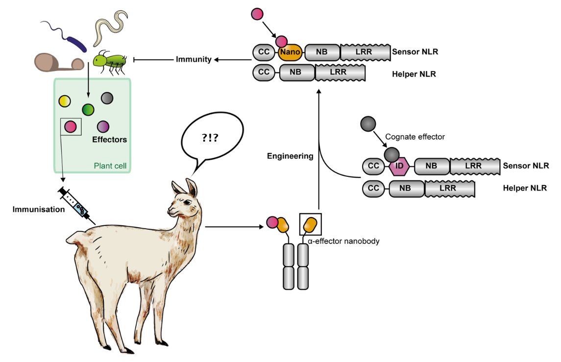 Really entertaining #postLight written by @somssichm reflecting on the journey of a #preprint now published in #Science.

Also a good chance to highlight this great figure again, depicting the pipeline to produce #Pikobodies.

Read it here 👉: prelights.biologists.com/highlights/nlr…