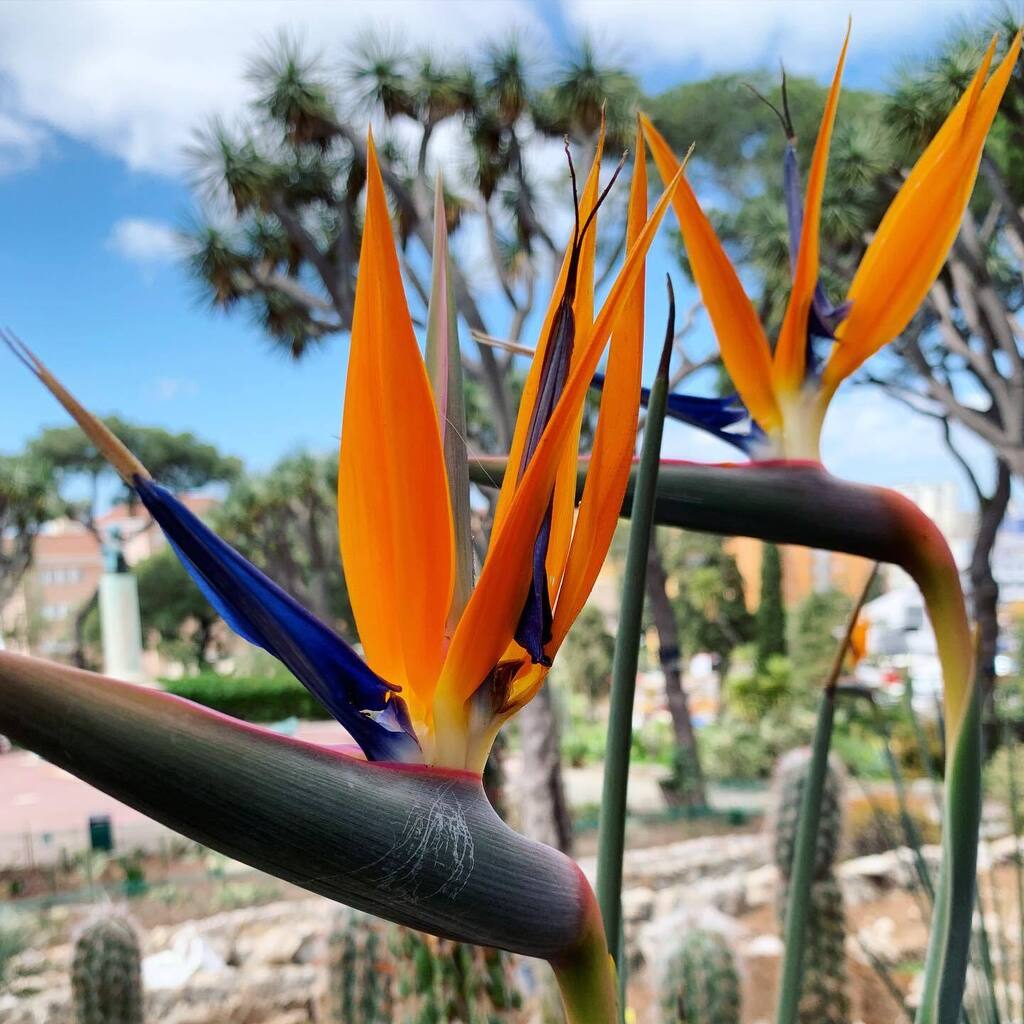 The rush-leaved strelitzia, Strelitzia juncea is a bird of paradise with thin leaves, like a rush hence the name. This species is thought to be one of the most drought and frost-resistant of the genus Strelitzia. We have this Strelitzia growing in the n… instagr.am/p/CrQIJg_KbsO/