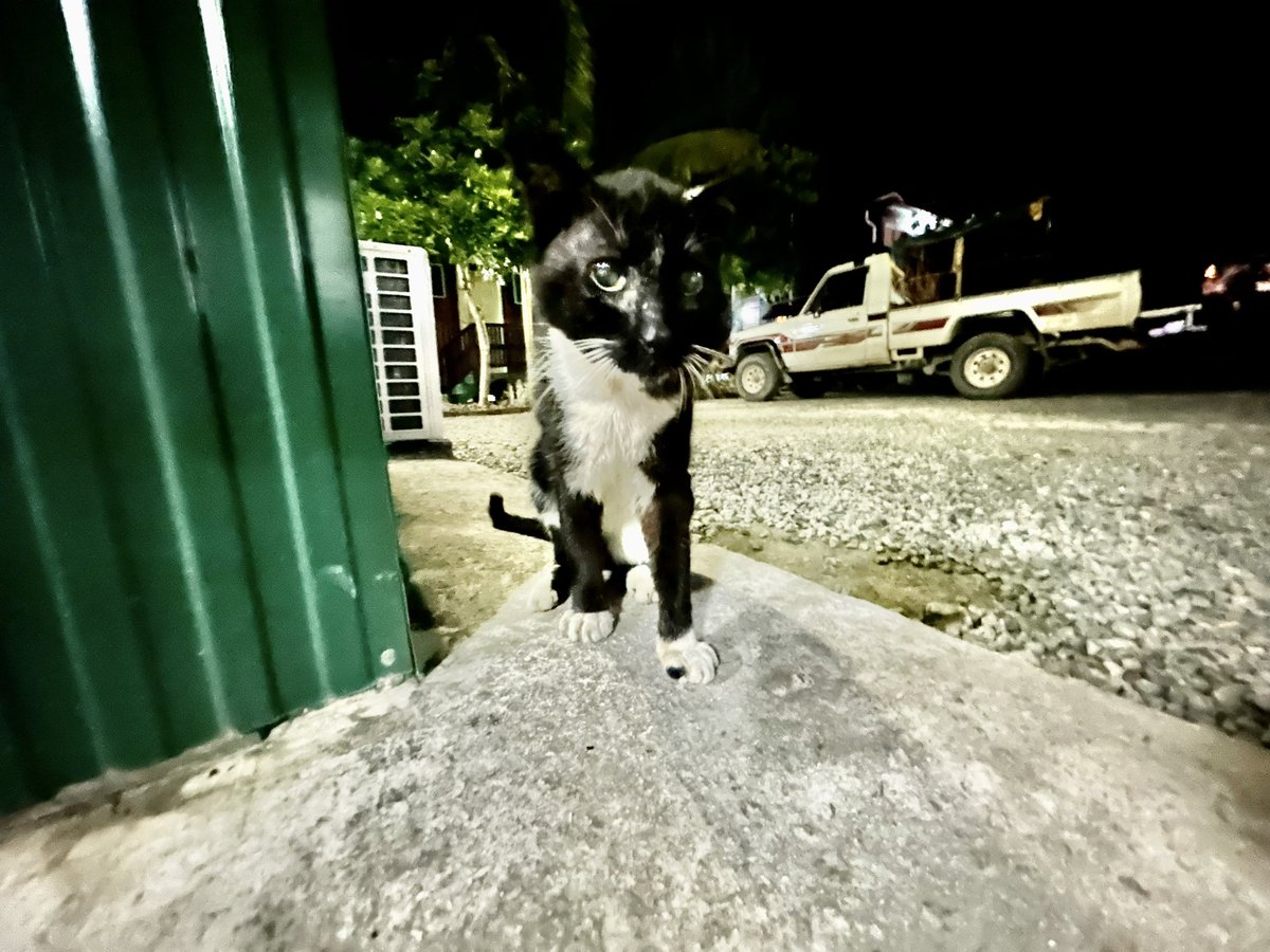 しん・さやぶ〜 サブ垢パプアニューギニア編! on Twitter