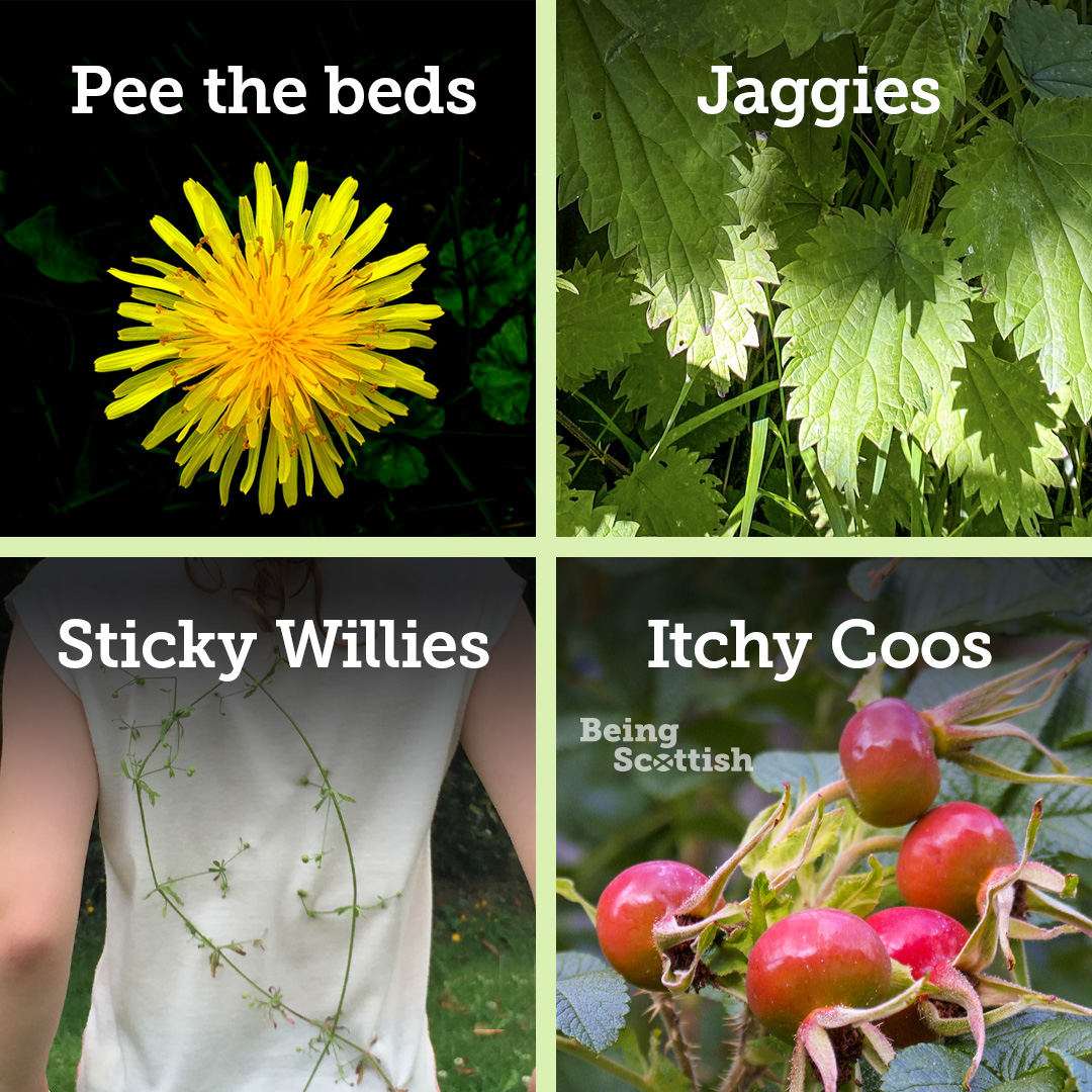 BeingScots's tweet photo. Beware the following 'dangers', as gardens come back to life 🏴󠁧󠁢󠁳󠁣󠁴󠁿☀️ https://t.co/NTiPxCCJpV