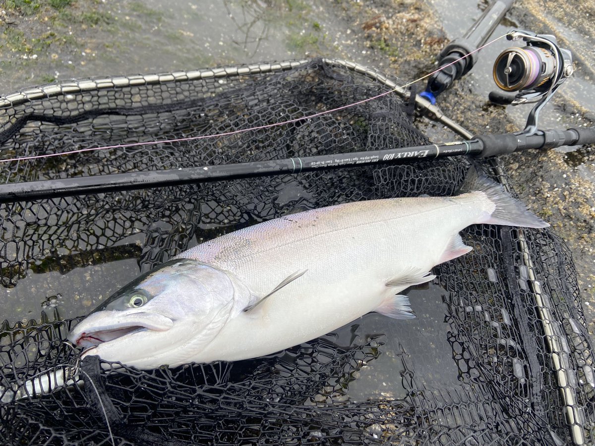 ayumu_2152's tweet image. やっと連敗脱却🌸

4バイト2キャッチ

当たりは少ないにしろもっとキャッチ率上げないと
#ダイワ　
#AIRITY 
#タッチアンドトライキャンペーン 
#メガバス 
#マリンギャング空海