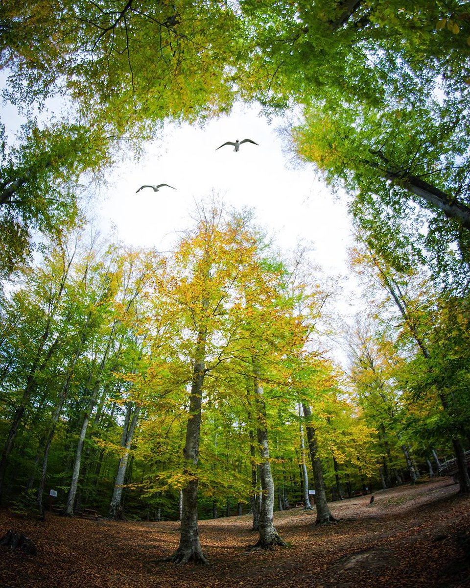 With endless natural wonders to explore, Bursa's lush green landscapes are not to be missed. #Bursa

Visit:
instagram.com/go.bursa

📸 IG: ufuksalur