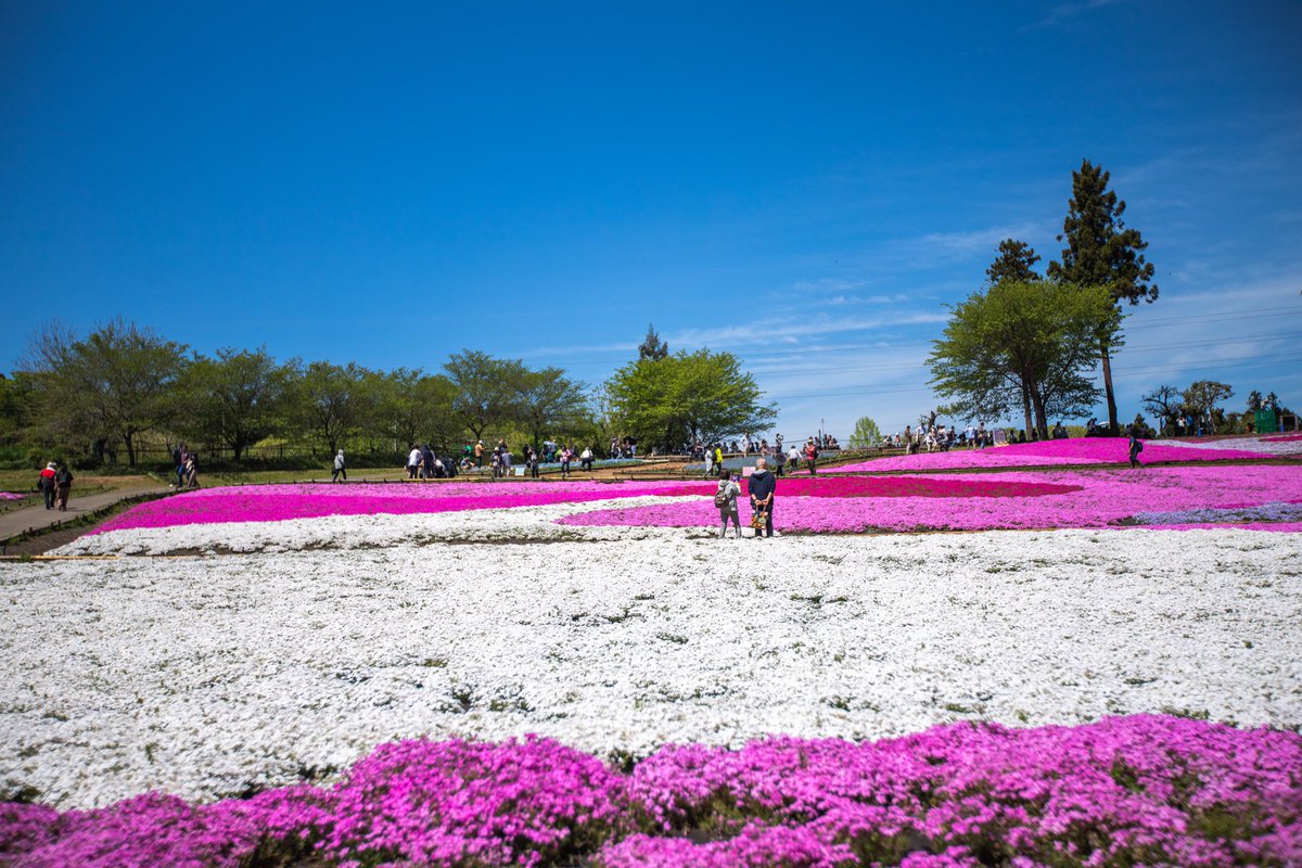 makopimk5's tweet photo. 秩父の羊山公園、芝桜が綺麗でした♫#秩父 #羊山公園 #芝桜 https://t.co/JqbdgG0bSs