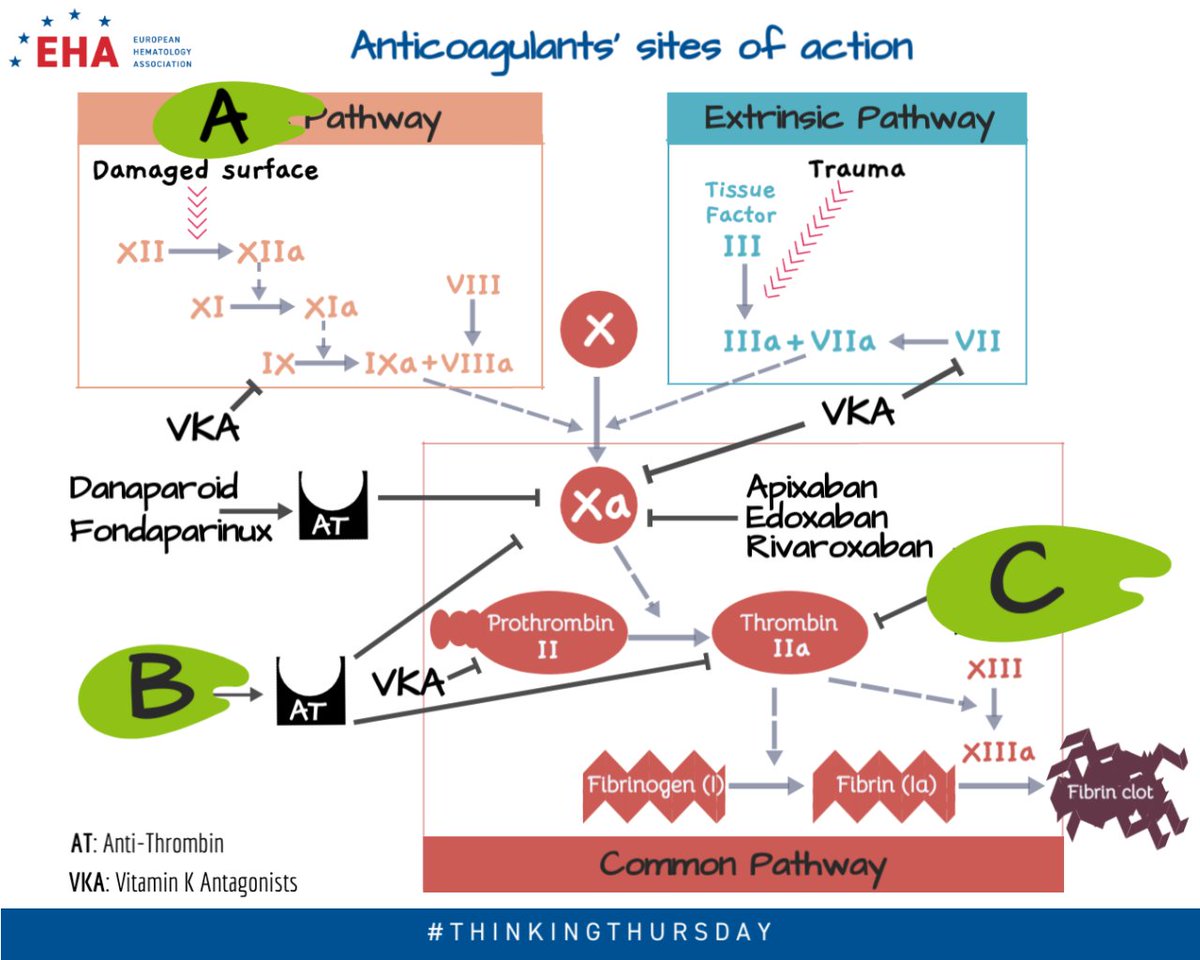 EHA_Hematology's tweet photo. Welcome to #EHA #ThinkingThursday. The schema today is on the sites of action of key anticoagulants in the coagulation cascade #anticoagulants #mechanismsofaction #coagulationcascade: can you fill in the missing parts A, B and C? https://t.co/LRKZsLzuLi