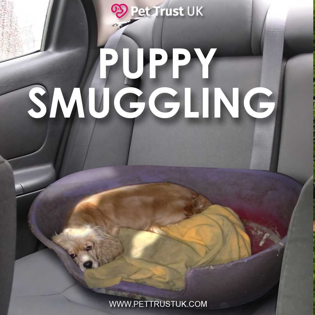 You can help stop puppy smuggling. Just make sure you do your homework and only buy from ethical, responsible breeders who love and care for their pups. If you see something suspicious, speak up and let the police know. #puppysmuggling #illgealbreeding