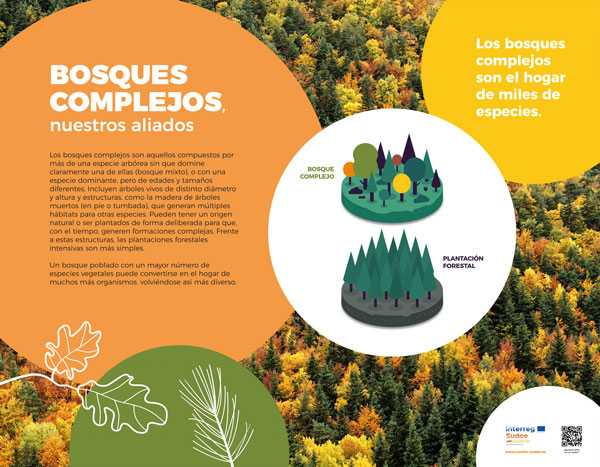 Los bosques mixtos son aquellos en los que conviven varias especies de 🌳🌲y de diferentes edades. Son ecosistemas que aportan numerosas ventajas a la biodiversidad y a nuestro bienestar. ¡Venid a descubrirlo! bit.ly/3mOZNnP👇@COMFOR_SUDOE #complexforests #mixedforests