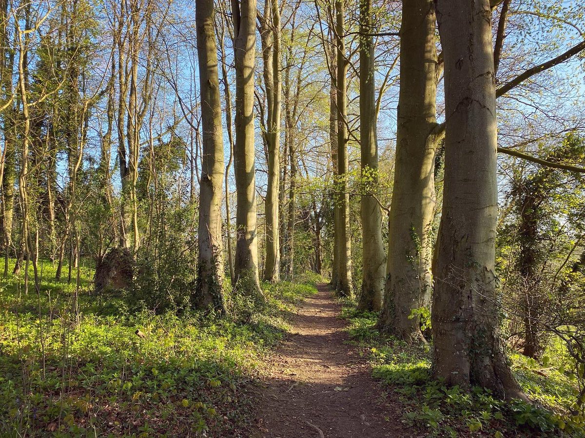 WalkinginKent's tweet photo. Walking the Georgian ride between Petham and Swarling Manor.
#bluebells #kent #petham #kentdowns #visitkent #canterbury #discoverkent #woodland https://t.co/nhVFZTQw5u