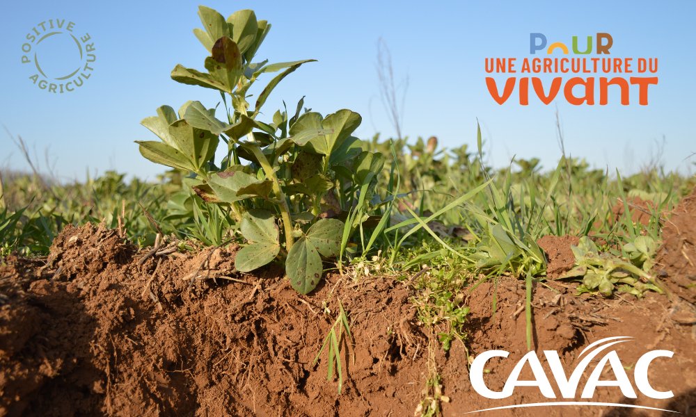 👉Cavac s’engage pour une « agriculture régénérative » 👍La coopérative s’engage dans un véritable projet collectif à travers des formations pour interpeller les agriculteurs sur l’enjeu de leurs sols. Dans cet objectif elle rejoint <a href="/Agriduvivant/">Pour une Agriculture du Vivant</a>.

#PositiveAgriculture