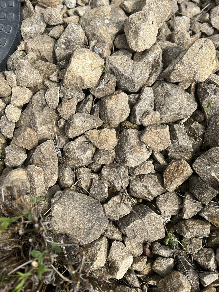 Pamatujete na fotky “najdi kočku”?
Tak teď aktuálně jedna ze zahrady:
Najdi dvě ještěrky