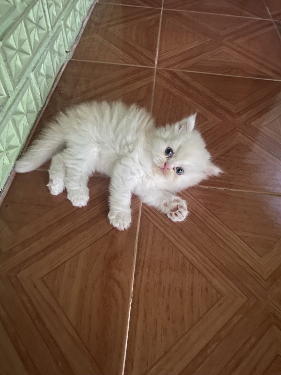 Mindy20034's tweet photo. สนใจเดมหาผมได้นะงับ ย้ายบ้าน25พฤษภานี้แย้ว น้อนๆสินสอดรัฐบาล #ขายแมว #แมวเปอร์เซีย https://t.co/86Ckkkit3W
