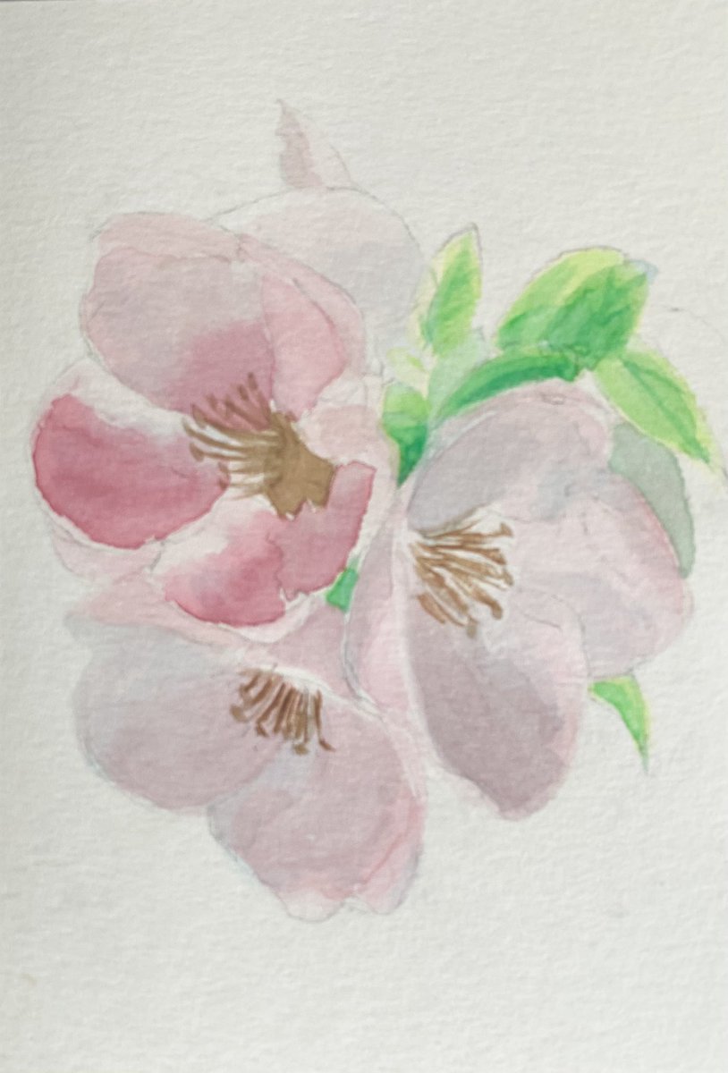 Kengo262Go's tweet photo. #水彩　＃絵手紙
#絵画　#アート　#art
 #水彩画は奥深い
#絵が好きな人と繋がりたい
#ハガキ絵
#���瓜の花

庭に咲いてる木瓜（ボケ）の花。
薄紅色のグラデーションがとても美しい。

淡い色は表現が難しいな
まだまだ試行錯誤中 https://t.co/qmMfowvfxG