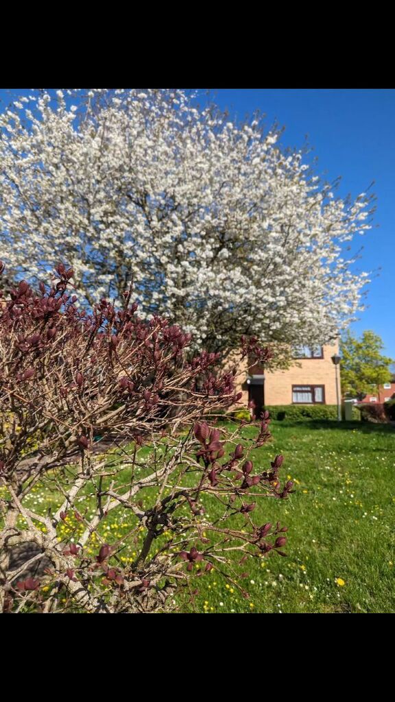 moondiary's tweet photo. Incredible sky colour! Can you spot the blooming also? https://t.co/5ltH7E8cjv https://t.co/ITynYF5tOt