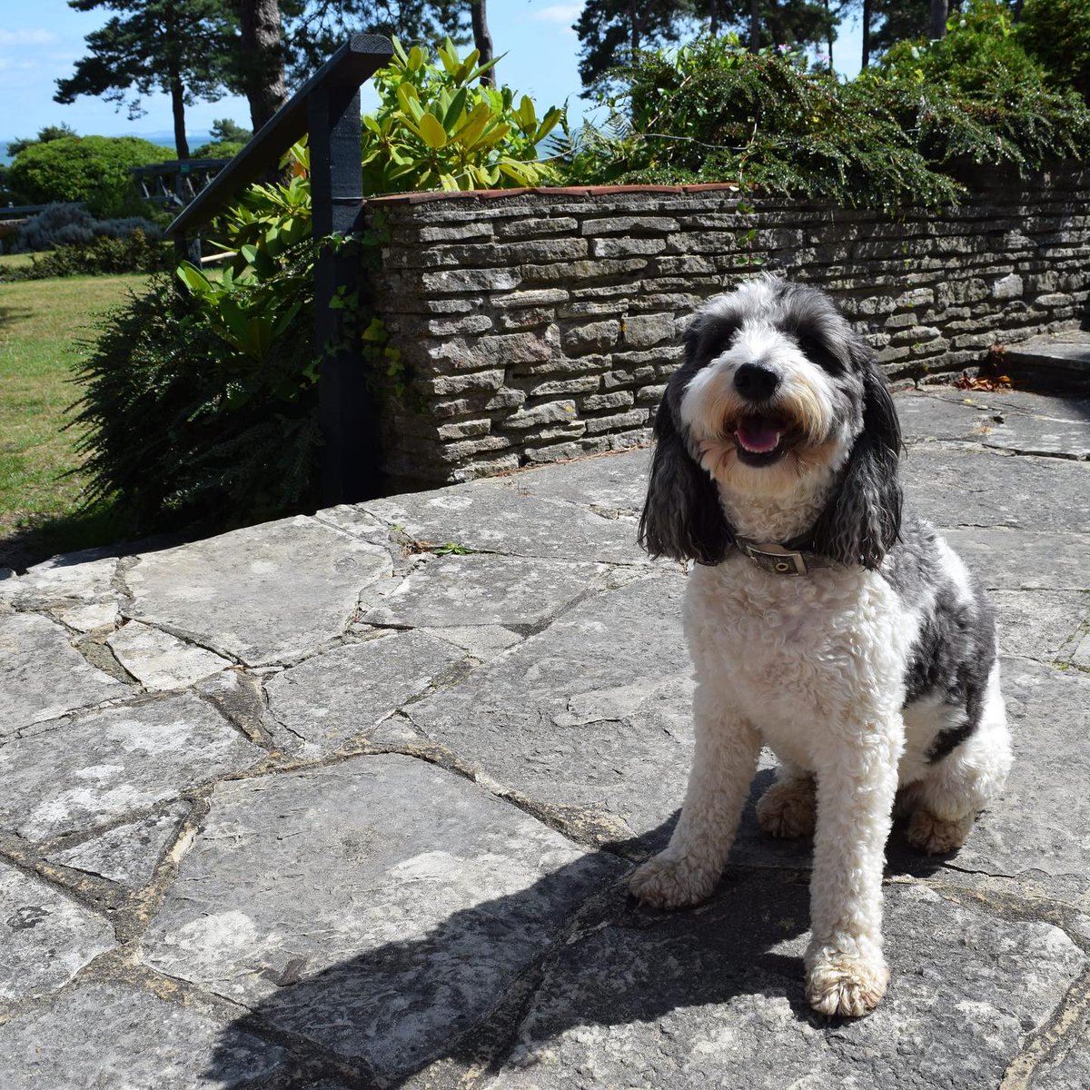WeAcceptPets's tweet image. Knoll House is a charming, dog-friendly hotel located just a short distance from Studland Beach. From afternoon tea to an outdoor swimming pool guests are very well catered for.
weacceptpets.co.uk/Dorset/7465 
#Studland #Swanage #Dorset #Charming #Hotel #DogsWelcome @knollhousehotel