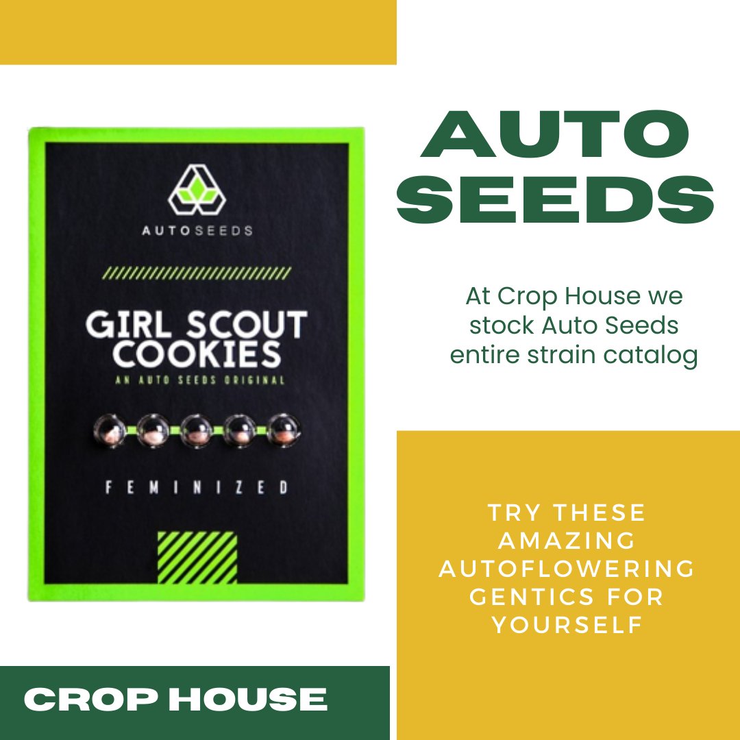 crop_house's tweet photo. Looking for top-quality Autoflowers? One of the original autoflowering specialists, all these strains are premium quality, fast-growing, and easy to manage!   https://t.co/GXVCn38omA… 
#crophouse #autoseeds #autoflower #girlscoutcookies #420thailand #cannabisthailand https://t.co/6PLKEkPC4h