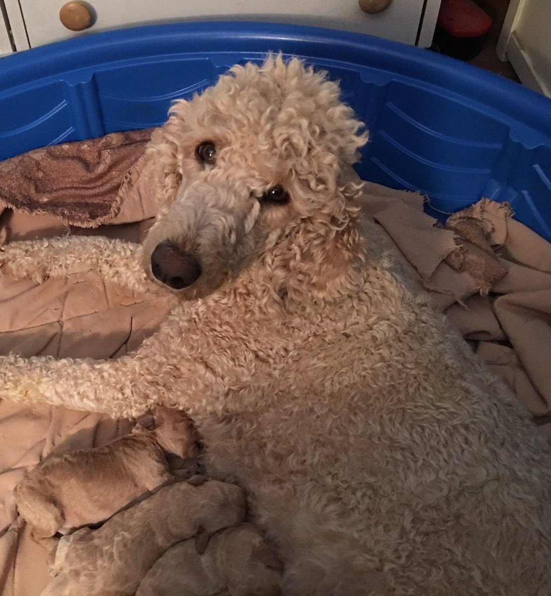 decdebring's tweet photo. In need of a credible #Goldendoodlebreeder in Montana? Check out #Debsdoodles right away! Our breeding program is committed to creating Goldendoodles that will grow up to be cherished members of your family. https://t.co/r6gLWCr3QC
#ToyGoldendoodlesMontana #GoldendoodlesinMontana https://t.co/DAwqqX6N93
