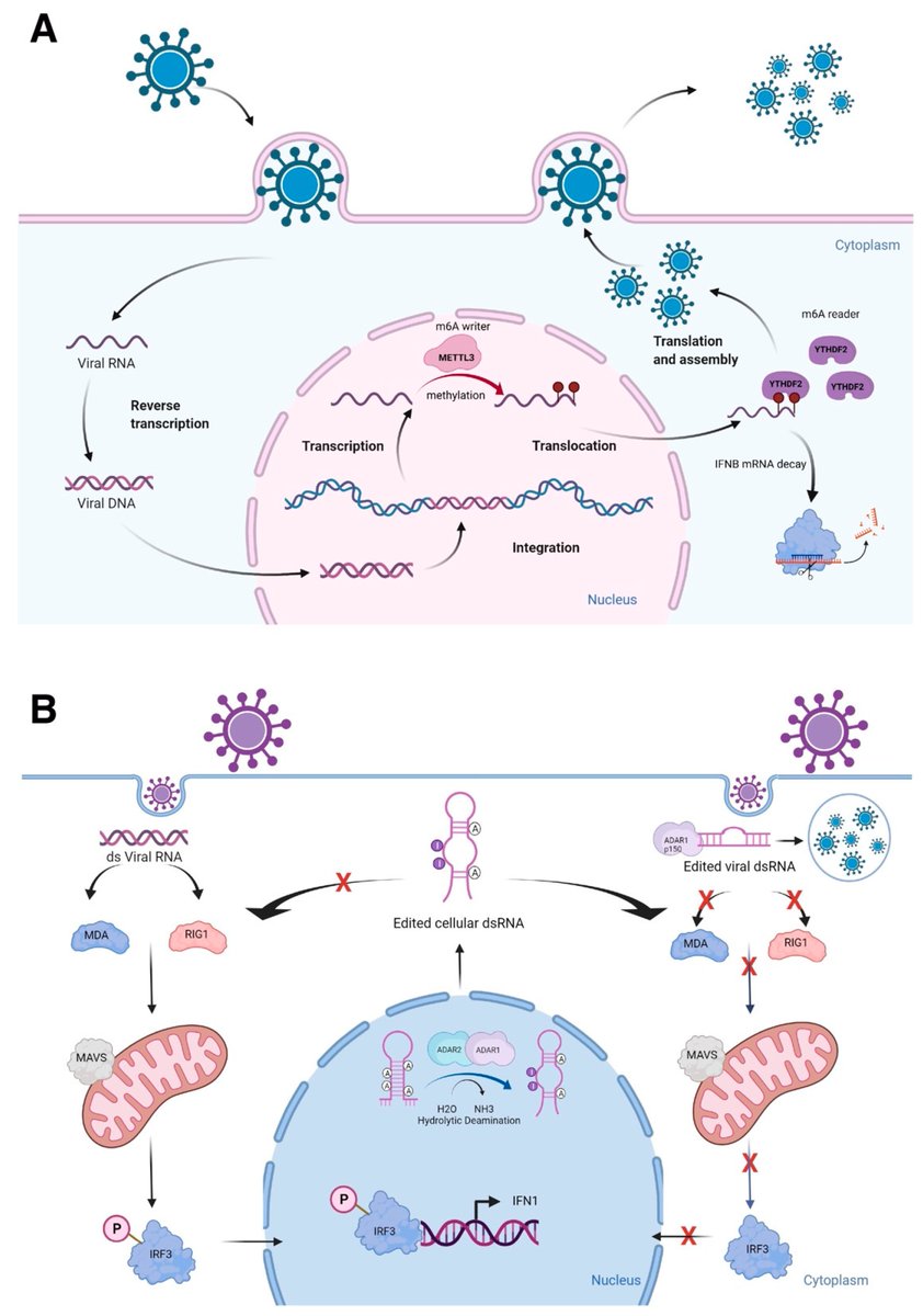 Non_Coding_RNA's tweet photo. #Most_Viewed_2022 Henry E. Miller et al. @Henrymiller2012 @Heart_lncRNA discussed the current status of #lncRNA structures and functions influenced by #epitranscriptomic marks.
👉Enjoy reading: https://t.co/zvRlhk4JED https://t.co/pQxMkky8Dy