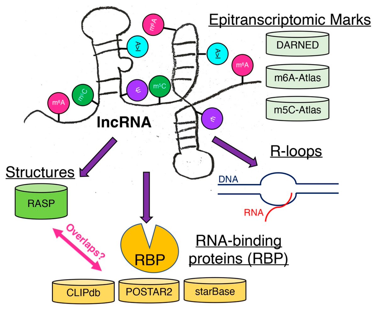 Non_Coding_RNA's tweet photo. #Most_Viewed_2022 Henry E. Miller et al. @Henrymiller2012 @Heart_lncRNA discussed the current status of #lncRNA structures and functions influenced by #epitranscriptomic marks.
👉Enjoy reading: https://t.co/zvRlhk4JED https://t.co/pQxMkky8Dy