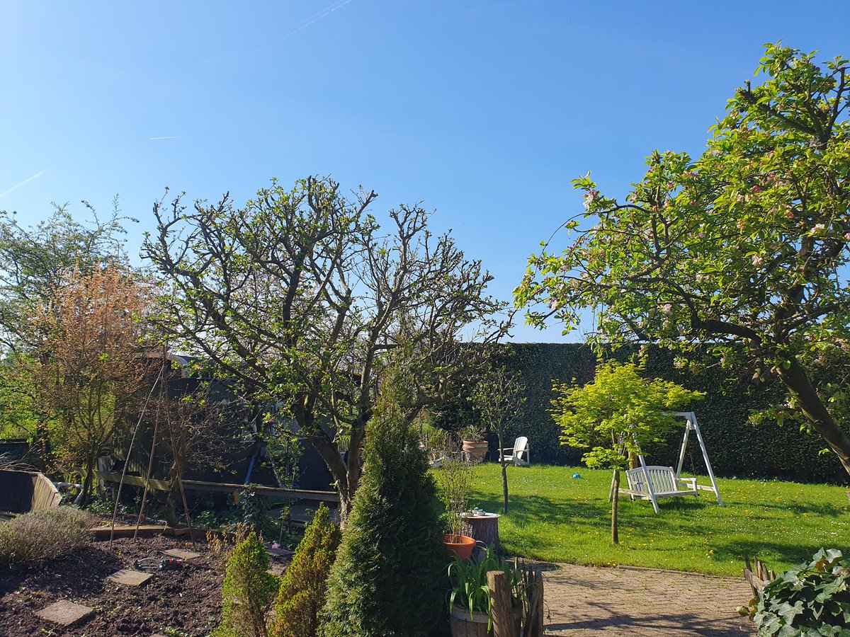 Veel bloesem en bijen in de tuin