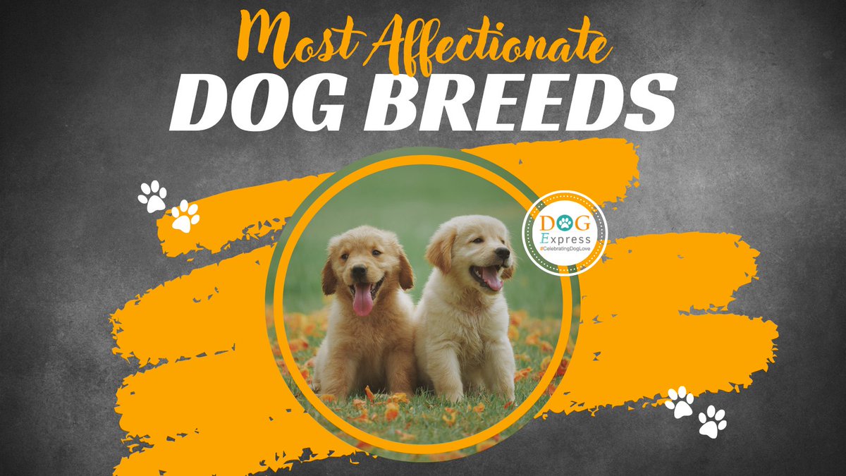 Dog_express's tweet photo. 5 Most Affectionate Dog Breeds 👇
https://t.co/o4KFGbswgK
#Dogexpress #doglovers #dogowners #affectionatedog #happydog #obidientdog #chillingdog #doglife #familyfriendly #familypet #loyaldog #pet #friendlydog https://t.co/3D9NzxD9cl