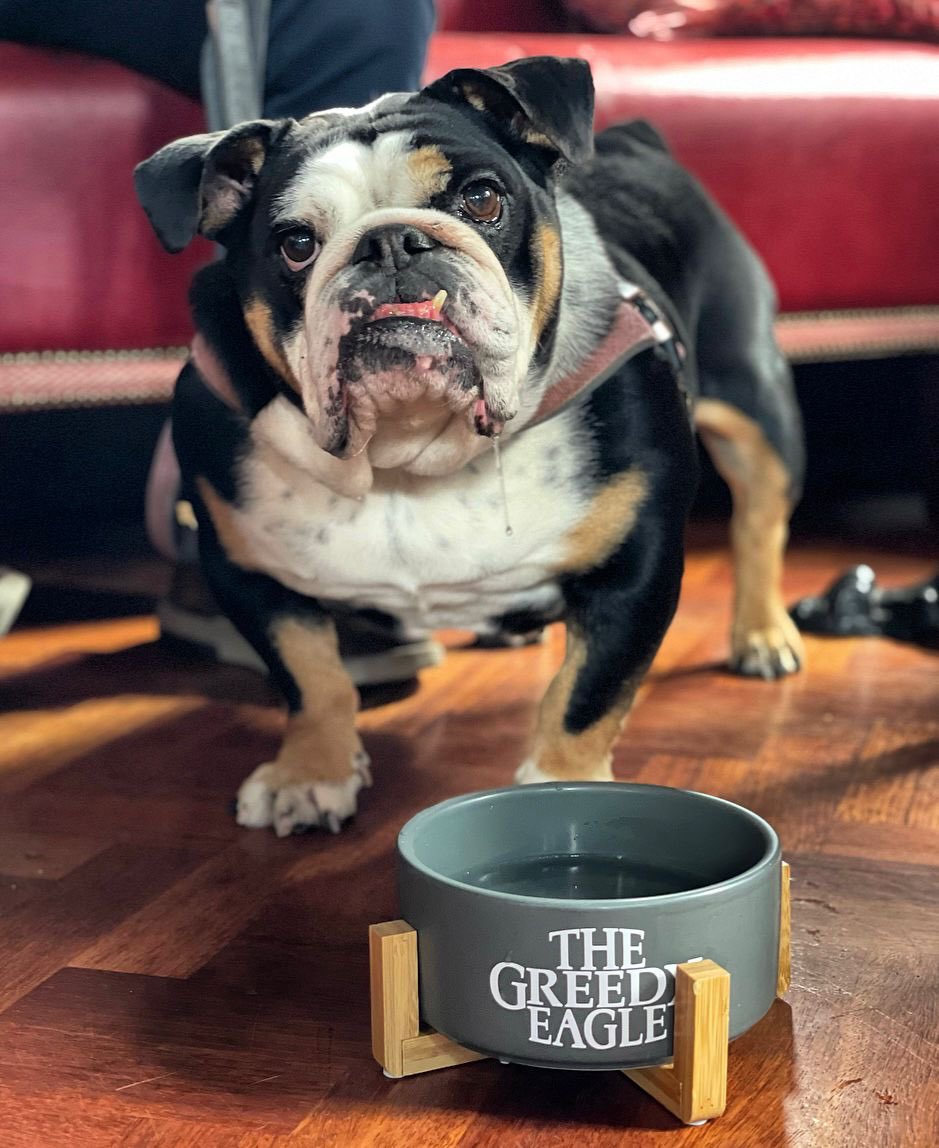 GroupLoyola's tweet photo. @JillianBolger @JillianBolger three of our venues @theoldspotdub @Thebathpub and The Greedy Eagle welcome pups and have dog bowls and treats to keep them happy 🐶💙🐾 https://t.co/rXAouW6aZm