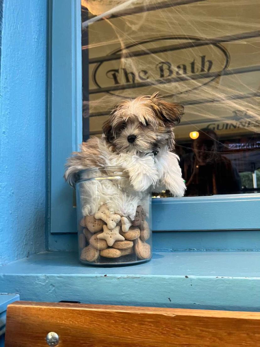 GroupLoyola's tweet photo. @JillianBolger @JillianBolger three of our venues @theoldspotdub @Thebathpub and The Greedy Eagle welcome pups and have dog bowls and treats to keep them happy 🐶💙🐾 https://t.co/rXAouW6aZm