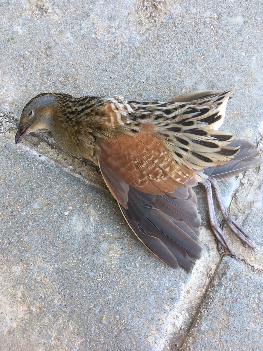 Bird of the day,unfortunately found dead at side of road
#cyprusbirds