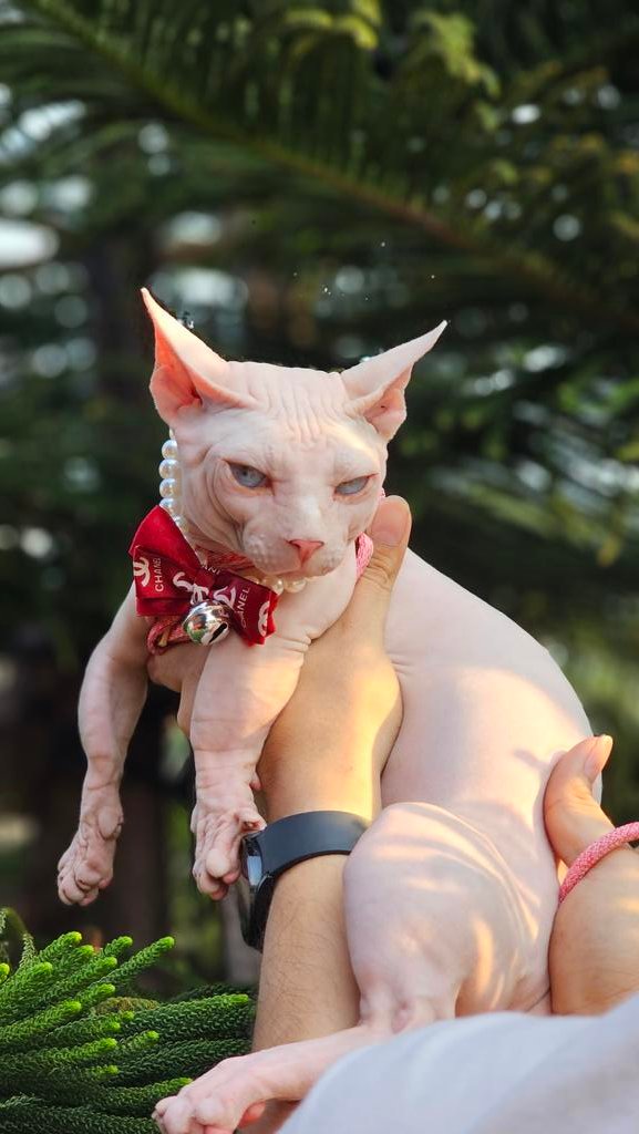 tony_catsdaddy's tweet photo. อยากกินข้าวขาหมู🐷 ขอกินสักขาได้มุ้ย
#บรูโน่เบนแมวตะโป๊ยใหญ่ #แมวสฟิงซ์
#catoftheday #catofinstagram #sphynxcat #เจ้าบารอลFamily
#catsofworld #instacat #cat #sphyinx #pet #cutecats #ทาสแมว #petlover #petsofinstagram #catlover #pets #catsofinstagram #cute #petlovers #cats #cat #แมว #cutecat #catlovers
