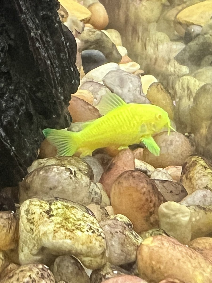 Olcracker's tweet photo. Mornin #Nuci #glowfish #corey #coreycat #fish #FishTank #aquarium #tropicalfish https://t.co/gG3n4s3BI3