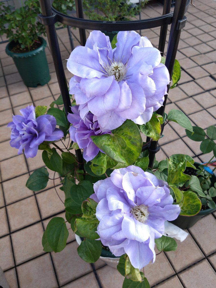 furafuraman's tweet photo. いよいよバラも咲き始めましたね。写真は朝なので光の具合で見た目とは異なりますね。#クレマチス　#バラ https://t.co/4bQ1dceDEb