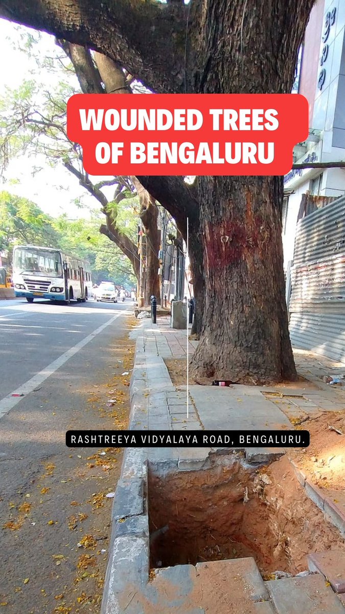 Wounded #Trees of R.V. Road, Bengaluru.
@BBMPCOMM  Please do not fill their roots with cement. Let us protect them, save them for our future generations.
<a href="/urbanvoicesin/">UrbanVoices.in</a> <a href="/SDGoals/">SDGoals</a> <a href="/4Post2020BD/">Post-2020 Biodiversity Framework . EU Support</a> <a href="/bhavibee/">Udbhavi</a> <a href="/rashikajpr/">Rashika Jaipuriar</a> <a href="/Sowmyareddyr/">Sowmya | ಸೌಮ್ಯ</a> <a href="/cksaysso/">Chiranjeevi Kulkarni</a> <a href="/nkaggere/">Niranjan Kaggere</a> <a href="/BoskyKhanna/">Bosky Khanna</a> <a href="/bhanu_sridharan/">Bhanu Sridharan</a>