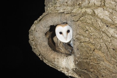 View our Barn Owl nest cameras, streaming live from Co. Cork, at youtube.com/watch?v=Kwtc7j…, and donate to support our work to save these incredible birds across Ireland at birdwatchireland.ie/donations/barn…