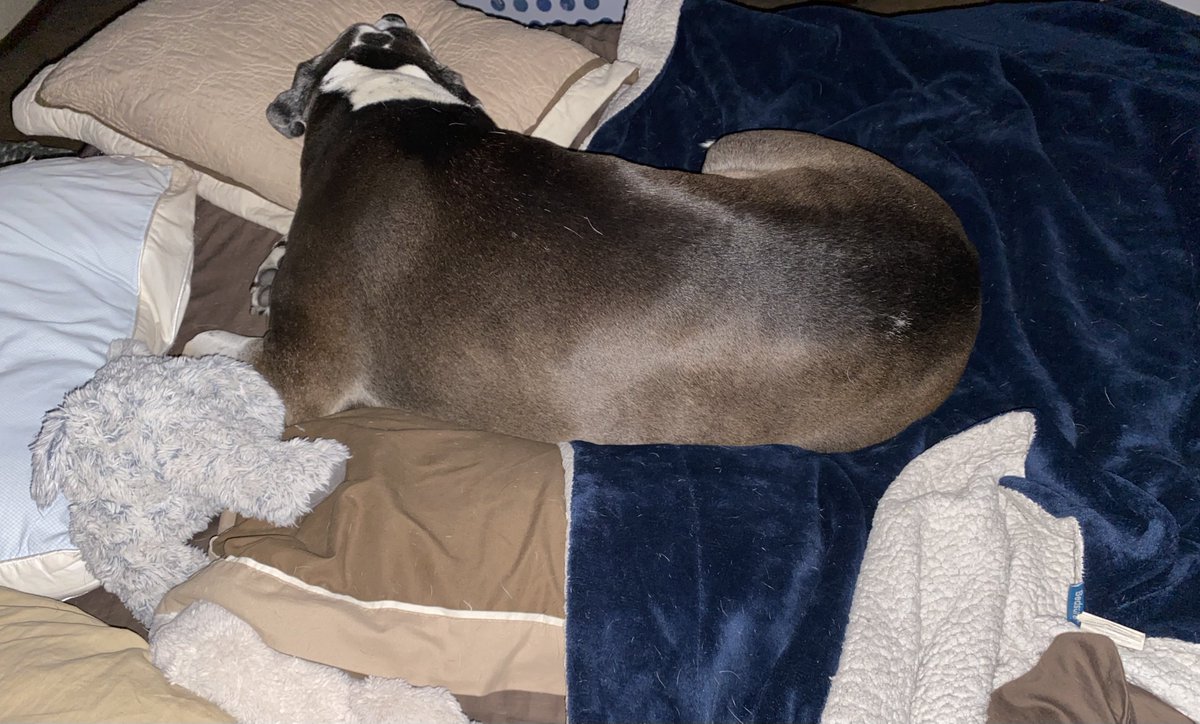 Tale3Pups's tweet photo. Morning mood
💤’s,
Bear
#thetaleofthreepups #why #EmergencyAlertTest #whatthefluff #interruptedsleep #dogsoftwitter https://t.co/hYKa06eCb3