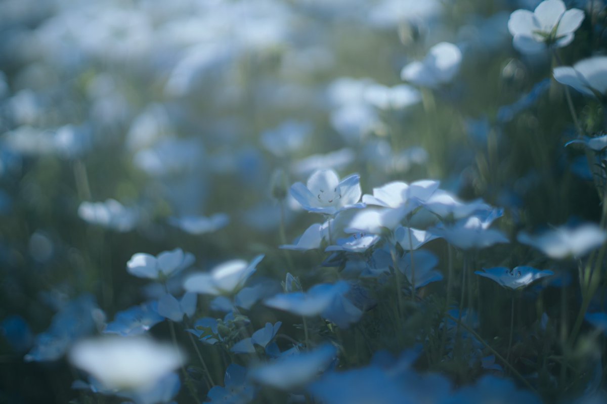 w_t_a_'s tweet photo. 瑠璃唐草
#オールドレンズ 
#写真好きな人と繋がりたい 
#ネモフィラ https://t.co/6xY08xkuGU