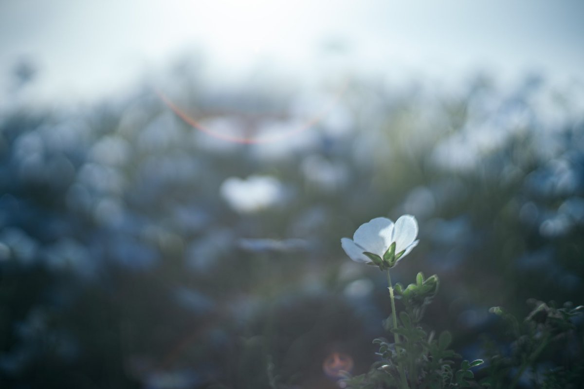 w_t_a_'s tweet photo. 瑠璃唐草
#オールドレンズ 
#写真好きな人と繋がりたい 
#ネモフィラ https://t.co/6xY08xkuGU