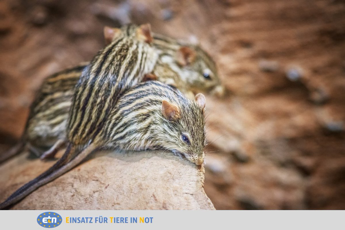Wer sich ein #Haustier anschafft möchte das süße Tier meistens auch in Ruhe anhimmeln. Bei #Streifengraumäusen wird das jedoch schwierig, denn diese kleinen Tiere sind echte Streithähne:  etn-ev.de/streifengrasma…

Foto: shutterstock.com / BestPhotoStudio
#ichbinkeinhaustier