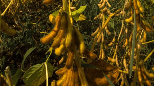 Grupo para la Evaluación de Nuevas Variedades de  Cultivos Extensivos en España #GENVCE reactiva la red de ensayos de  variedades de leguminosas 🫘goinpulse.com/nuevas-varieda… vía <a href="/GoInpulse/">GO_INPULSE</a>