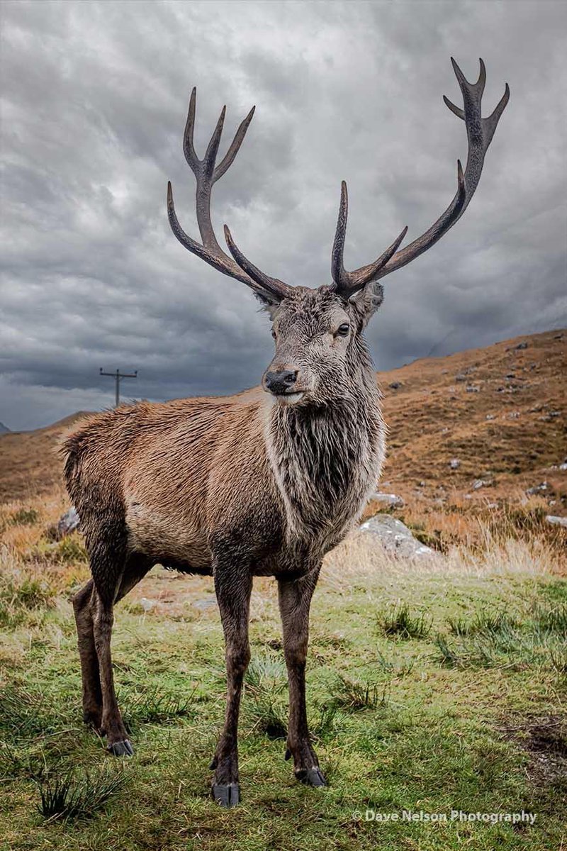 Catch My Best Side
Red Stag, nr Achnasheen, Scotland

#scotland #stag #scottishhighlands #wildlife #nature #antlers #lovescotland #visitscotland #ecosse #schottland #scotlandtravel #scotlandsbeauty #scotlandexplore #scotsmagazine #phototour #phototourism