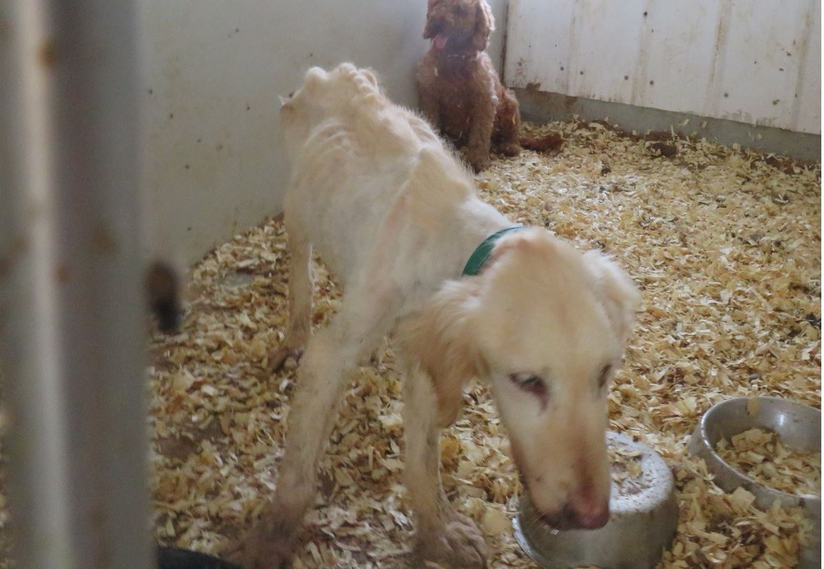 USDAWalkAway's tweet photo. Please visit our website to learn about the close to 250,000 dogs living in appalling conditions in USDA breeding kennels across America. The dogs need your help. Stay tuned to our FB posts to learn how you can help. https://t.co/mtsglsxna8
#usdawalkaway #MakeADifferenceEveryday https://t.co/ZssJsSe3sQ