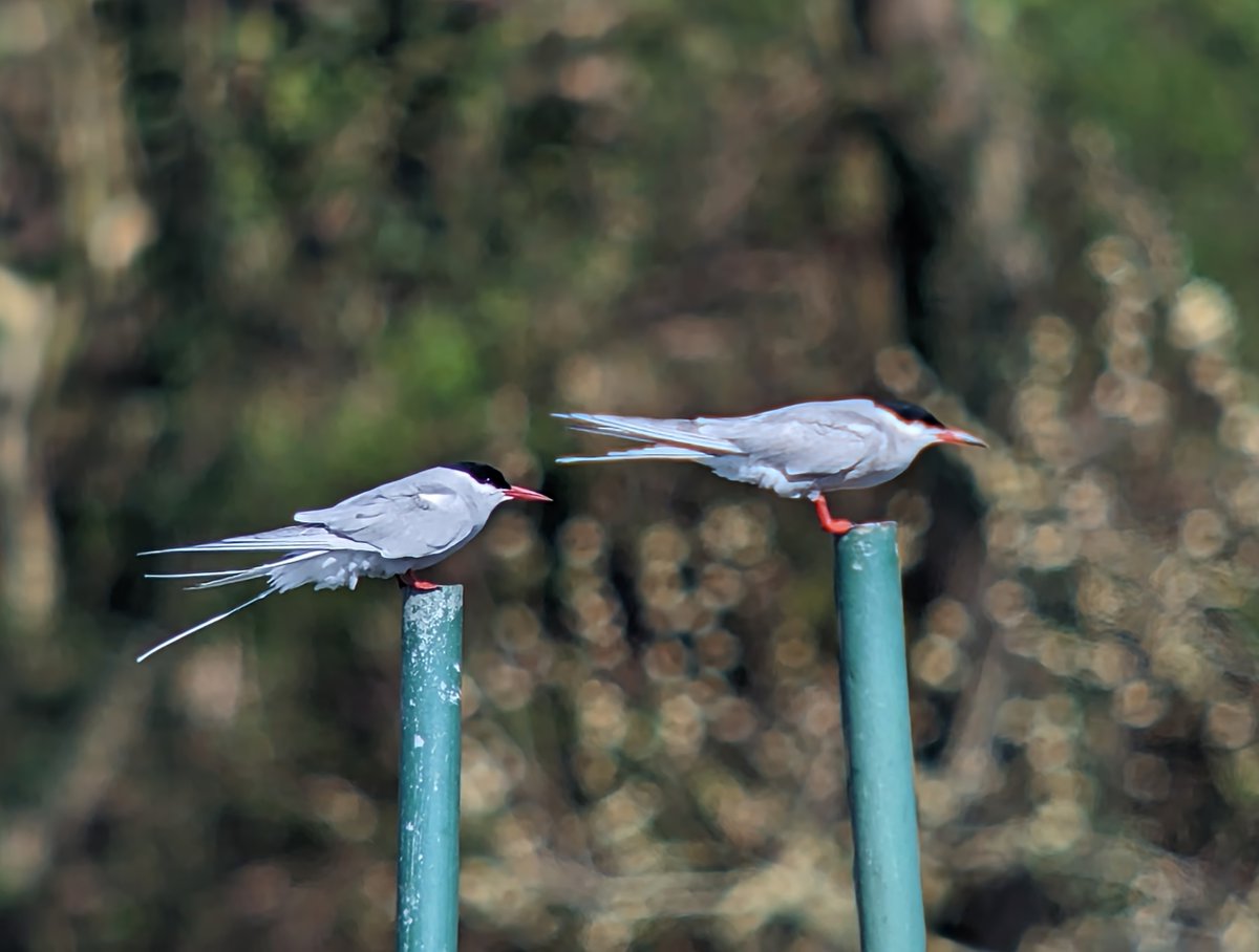 DPDNature's tweet photo. Arctic and Common Tern comparison and Earlswood Lakes this morning. 
@earlswoodbirds https://t.co/g1x0cVVsOi