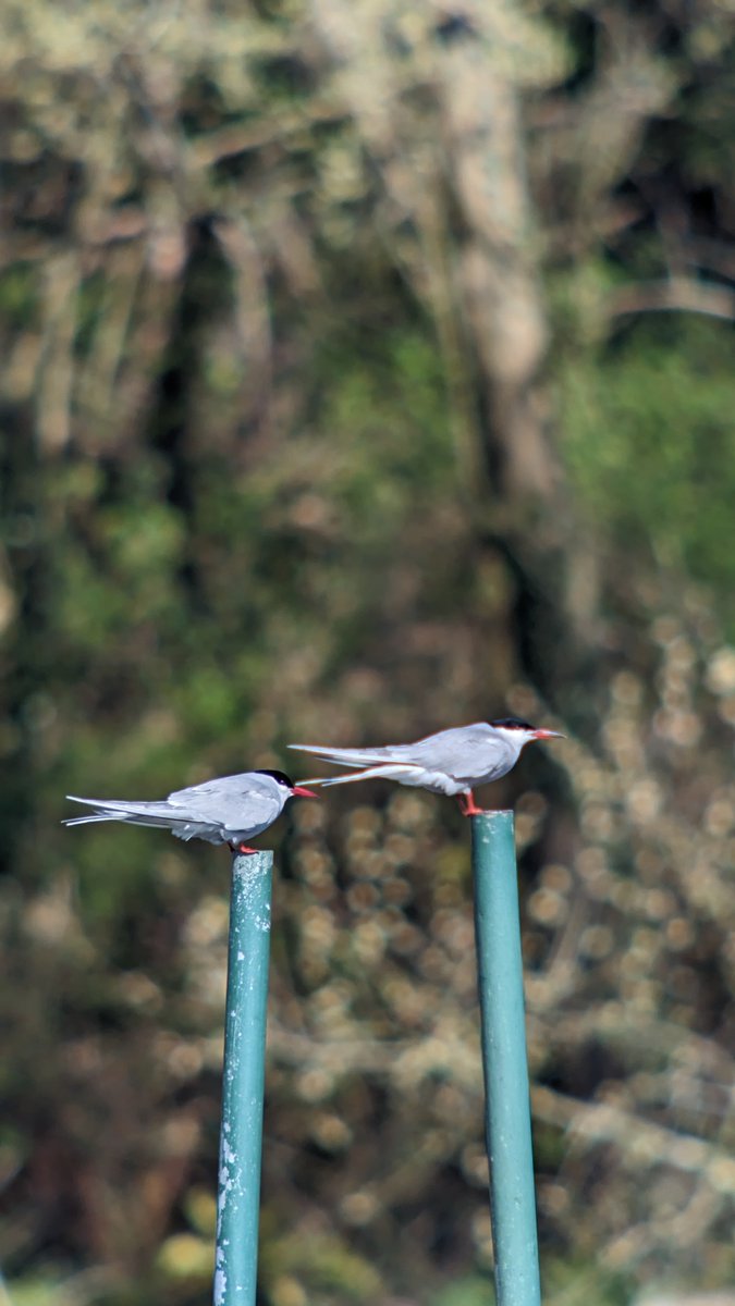 DPDNature's tweet photo. Arctic and Common Tern comparison and Earlswood Lakes this morning. 
@earlswoodbirds https://t.co/g1x0cVVsOi